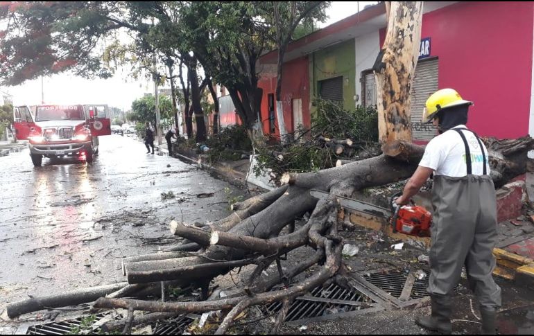 Bomberos tapatíos remueven el árbol que cayó en la calle Gigantes, al oriente de Guadalajara. ESPECIAL / Bomberos de Guadalajara