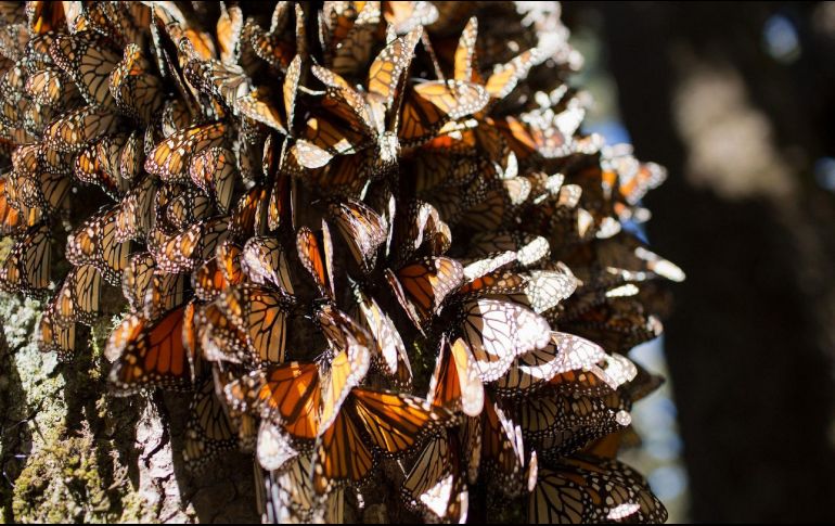 Las mariposas Monarca utilizan varias áreas protegidas federales, parques nacionales, Reservas de la Biosfera. EFE / ARCHIVO