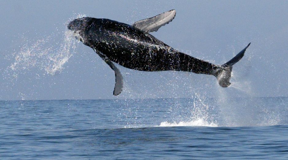 Las ballenas vienen a aguas mexicanas para dar a luz; en Puerto Vallarta se pueden ver desde la costa. EL INFORMADOR / ARCHIVO