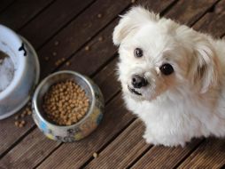 FDA recomienda que hay que evitar dejar la comida de nuestro perro en su plato durante muchas horas. ESPECIAL/ unsplash.