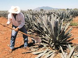 Tequila: Los campos de agave azul han sido considerados por la Unesco desde 2006, como patrimonio intangible de la humanidad. SUN / ARCHIVO