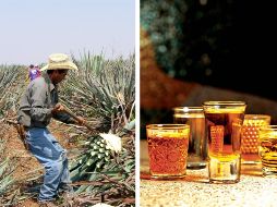 El tequila, asegura el Gobierno de México, es una bebida alcohólica derivada del procesamiento del agave y es muy popular en México. EFE / SUN / ARCHIVO