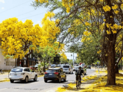 Las calles de Guadalajara se visten de amarillo gracias a las flores del árbol de guayacán. EL INFORMADOR/ ARCHIVO.