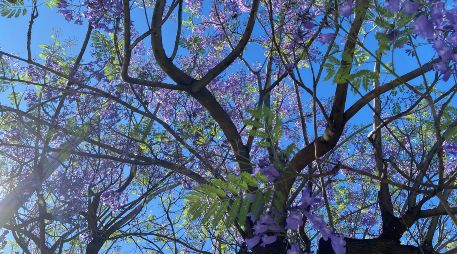 De follaje caducifolio, la jacaranda florece apenas unas semanas en primavera y entre más avanza la estación va perdiendo sus violáceas hojas. EL INFORMADOR / O. Flores