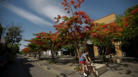 Casi al final de la época de calor, en la Zona Metropolitana de Guadalajara florecen unos árboles de llamativo color mientras ofrecen una sombra con sus grandes copas. EL INFORMADOR / ARCHIVO