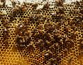 ¿Sabes qué hacer si sufres la picadura de una abeja? Lo primero es mantener la calma. SUN / ARCHIVO