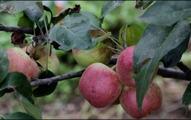 La fibra presente en las manzanas colabora en la salud cardiovascular. NTX / ARCHIVO