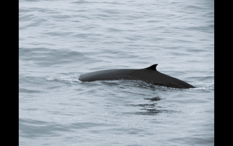 Hasta ahora, Japón permitía la caza de tres tipos de ballenas: la ballena de Bryde o de ojos grandes, la de Minke y la ballena de Sei, también conocida como norteña o boba. CORTESÍA / Oceanwide