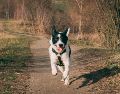 En general, los perros pueden correr a velocidades de hasta 40-45 km/h. UNSPLASH / R. GARCÍA