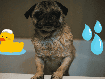 Un calendario de limpieza adecuado ayudará a mantener a tu mascota sana. UNSPLASH/Justin Jason