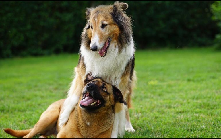 Conoce las razas de perro más grandes y nobles para tener en el hogar. ESPECIAL/Foto de Mariusz en Pixabay