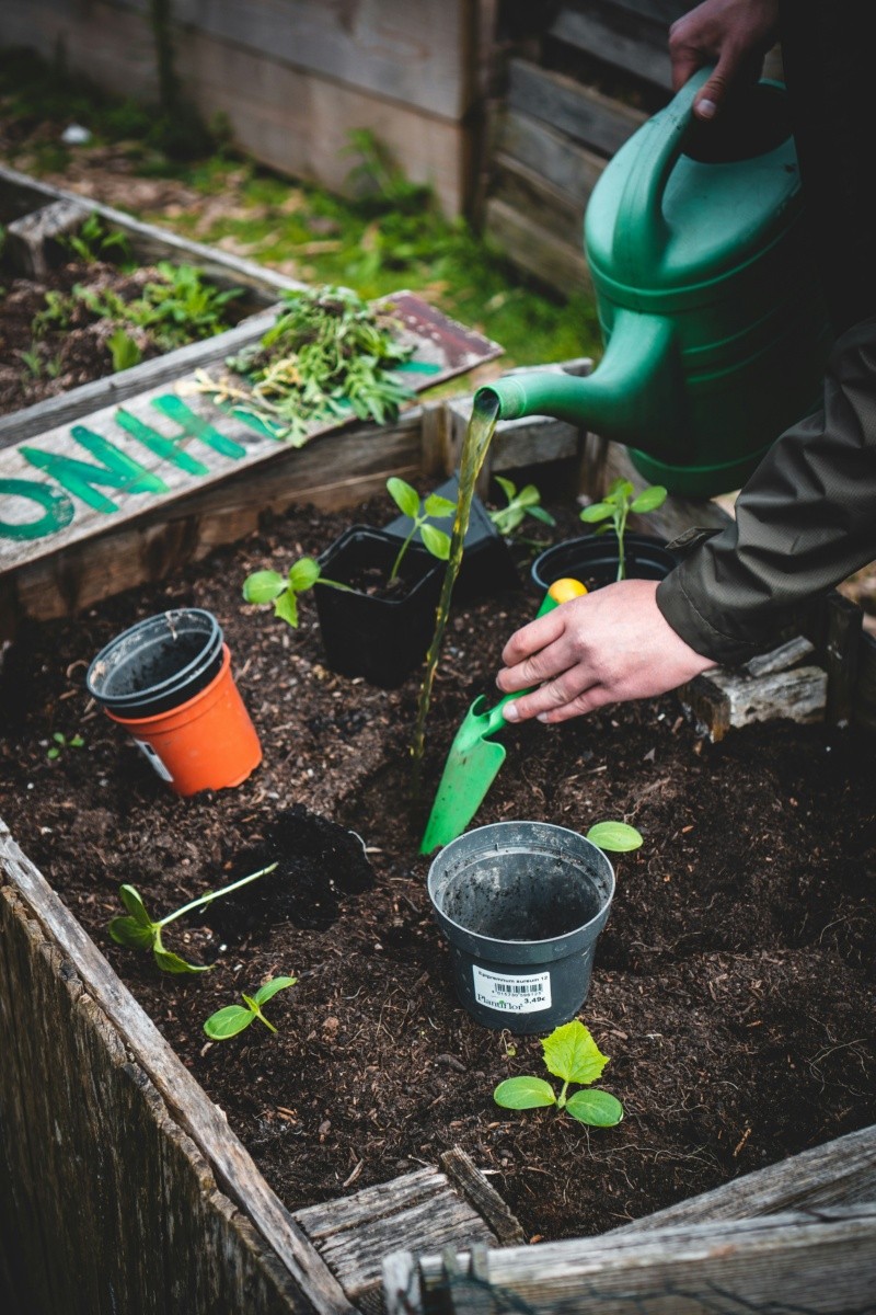  Los cuidados responsables es el mejor tip para mantener con vida cualquier jardín de hierbas en casa. UNSPLASH/Jonathan Kemper 