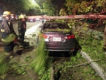 Debido a la fuerte lluvia de ayer por la noche, cientos de árboles cayeron en los municipios de la ZMG. ESPECIAL