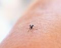 El dengue es una infección vírica que se transmite de los mosquitos a las personas, por la picadura de insectos hembra denominado Aedes aegypti. ESPECIAL / Unsplash